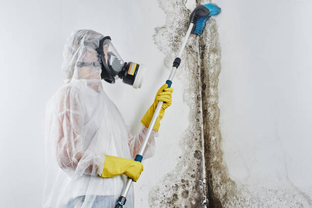 Best Environmental Consulting for Mold Prevention  in Crestline, CA