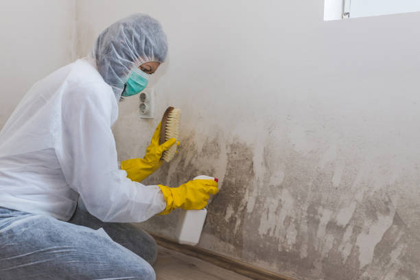 Reliable Crestline, CA Mold Inspection Solutions