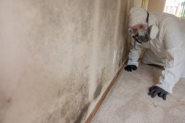 Why You Should Choose Our Mold Remediation Services in Crestline, CA